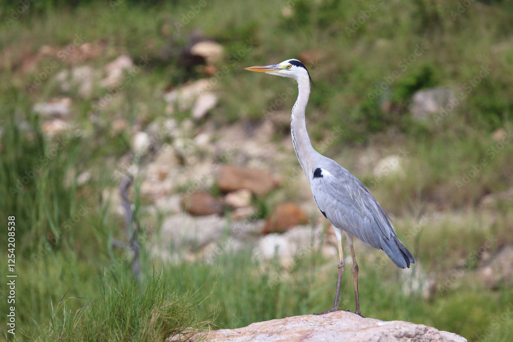 Afrikanischer Graureiher / Grey heron / Ardea cinerea Afrikanischer Graureiher / Grey heron / Ardea cinerea