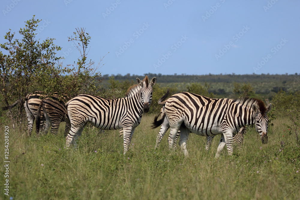 Steppenzebra / Burchell's zebra / Equus quagga burchellii Steppenzebra / Burchell's zebra / Equus quagga burchellii