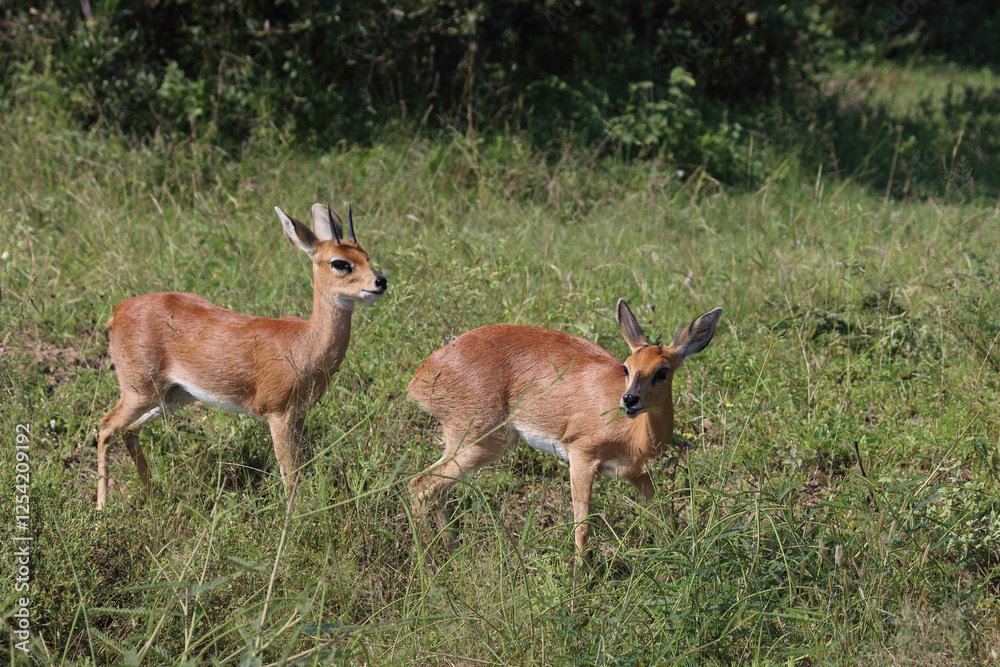 Afrikanischer Steinbock / Steenbok / Raphicerus campestris Afrikanischer Steinbock / Steenbok / Raphicerus campestris