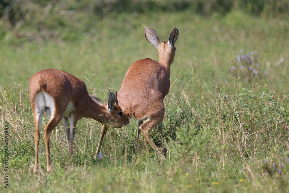 Fototapeta premium Afrikanischer Steinbock / Steenbok / Raphicerus campestris.