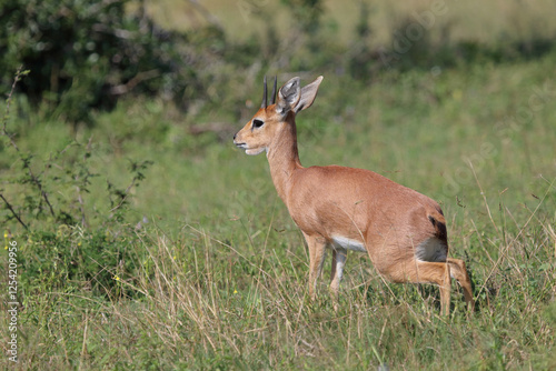 Wallpaper Mural Afrikanischer Steinbock / Steenbok / Raphicerus campestris Torontodigital.ca