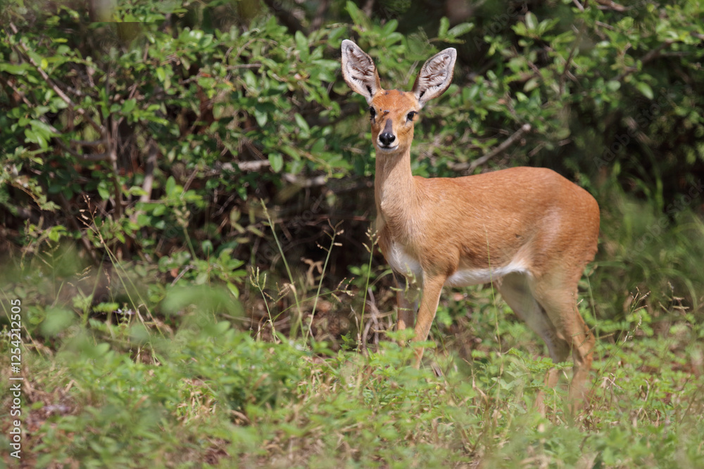 Afrikanischer Steinbock / Steenbok / Raphicerus campestris Afrikanischer Steinbock / Steenbok / Raphicerus campestris