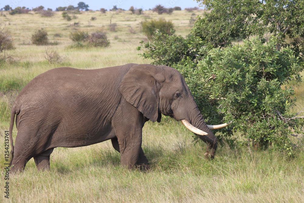Fototapeta premium Afrikanischer Elefant / African elephant / Loxodonta africana