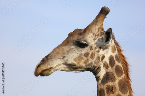 Photography Giraffe / Giraffe / Giraffa camelopardalis