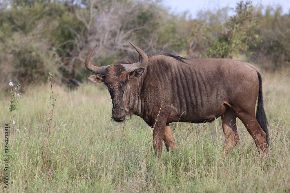 Fototapeta premium Streifengnu / Blue wildebeest / Connochaetes taurinus