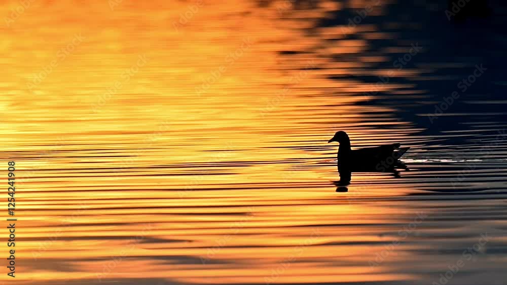 Silueta de un pato nadando en el agua, ave de rio nadando en el atardecer