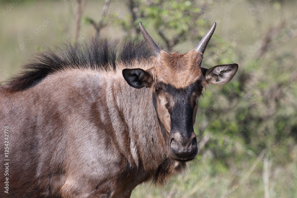 Streifengnu / Blue wildebeest / Connochaetes taurinus. Streifengnu / Blue wildebeest / Connochaetes taurinus.