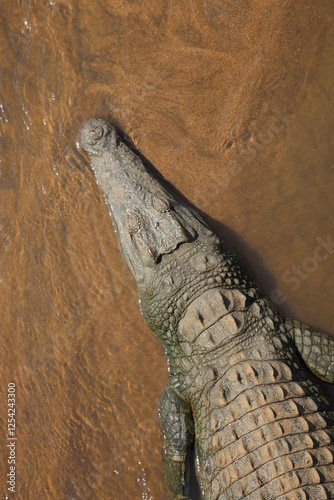 Nilkrokodil / Nile crocodile / Crocodylus niloticus