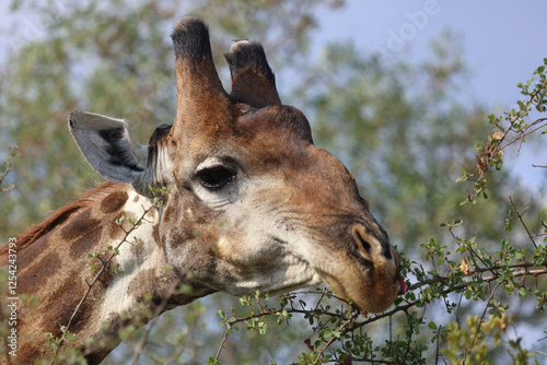 Photography Giraffe / Giraffe / Giraffa camelopardalis