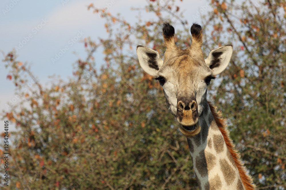 Giraffe / Giraffe / Giraffa camelopardalis Giraffe / Giraffe / Giraffa camelopardalis