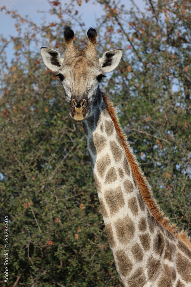 Obraz premium Giraffe / Giraffe / Giraffa camelopardalis