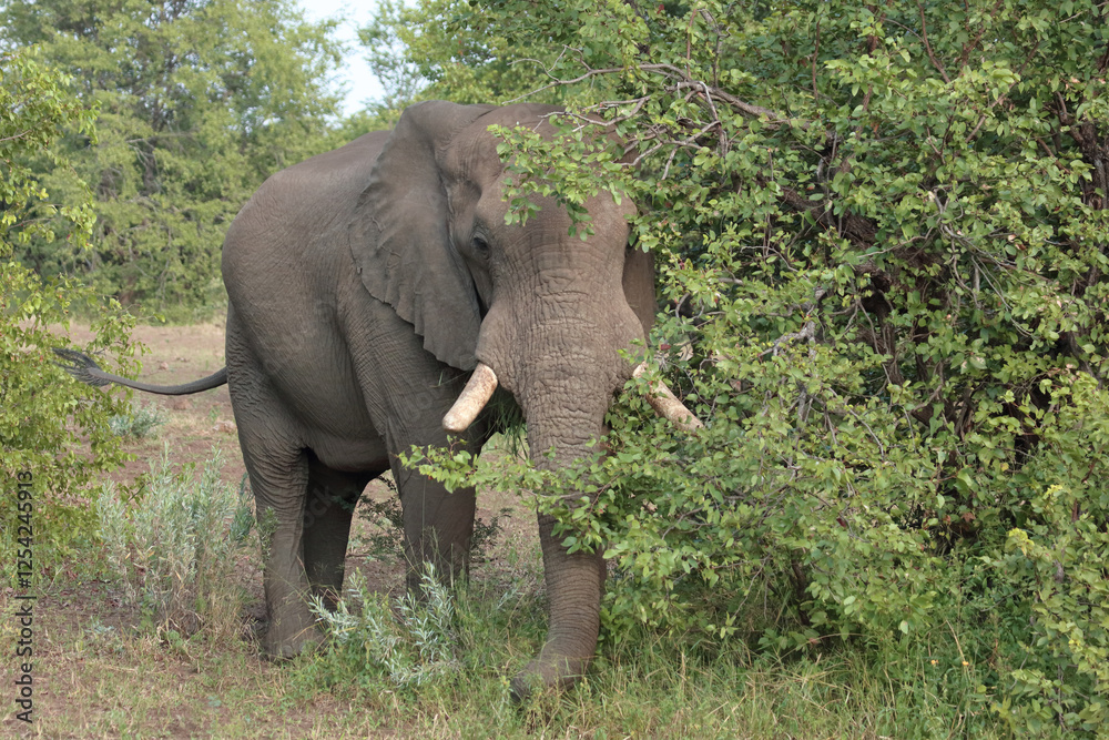 Obraz premium Afrikanischer Elefant / African elephant / Loxodonta africana