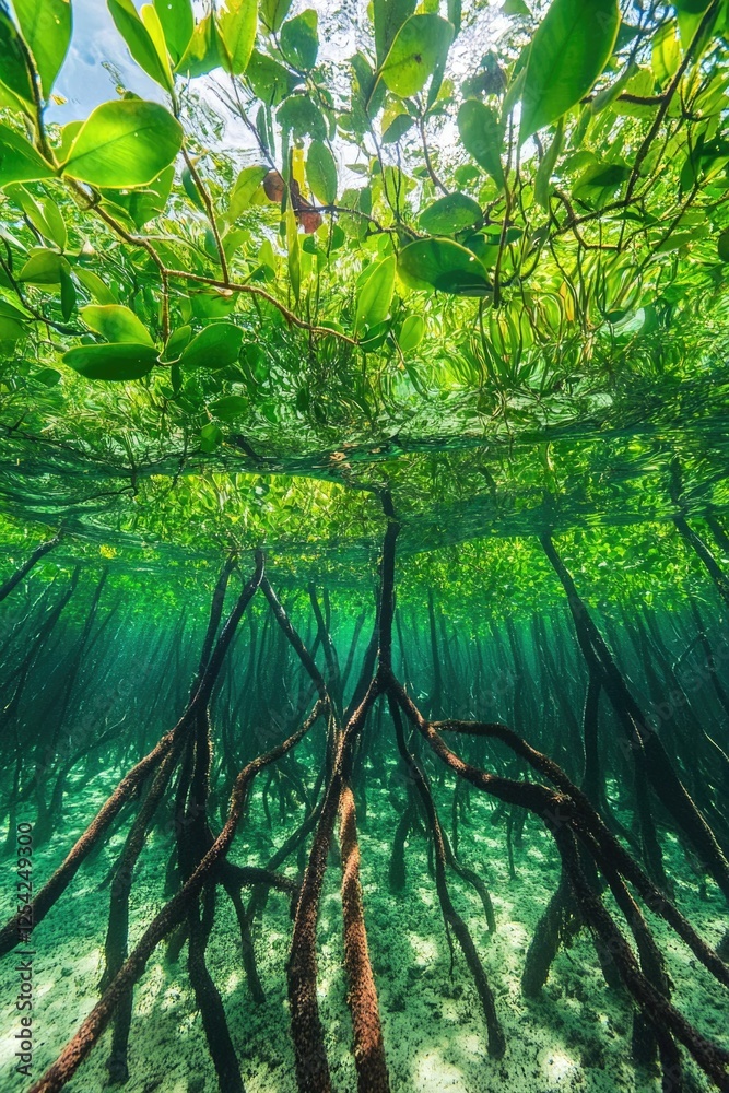 Naklejka premium Bottom-up view green mangrove forest canopy. Natural carbon sink fight climate change. Sustainability in carbon-neutral ecosystems. Green and sustainable environment. Natural carbon capture solution.