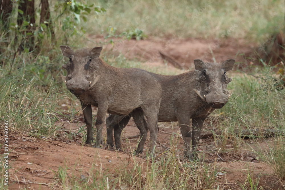 Warzenschwein / Warthog / Phacochoerus africanus Warzenschwein / Warthog / Phacochoerus africanus