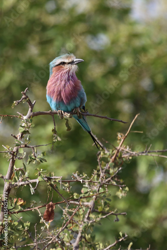 Gabelracke / Lilac-breasted roller / Coracias caudata photo