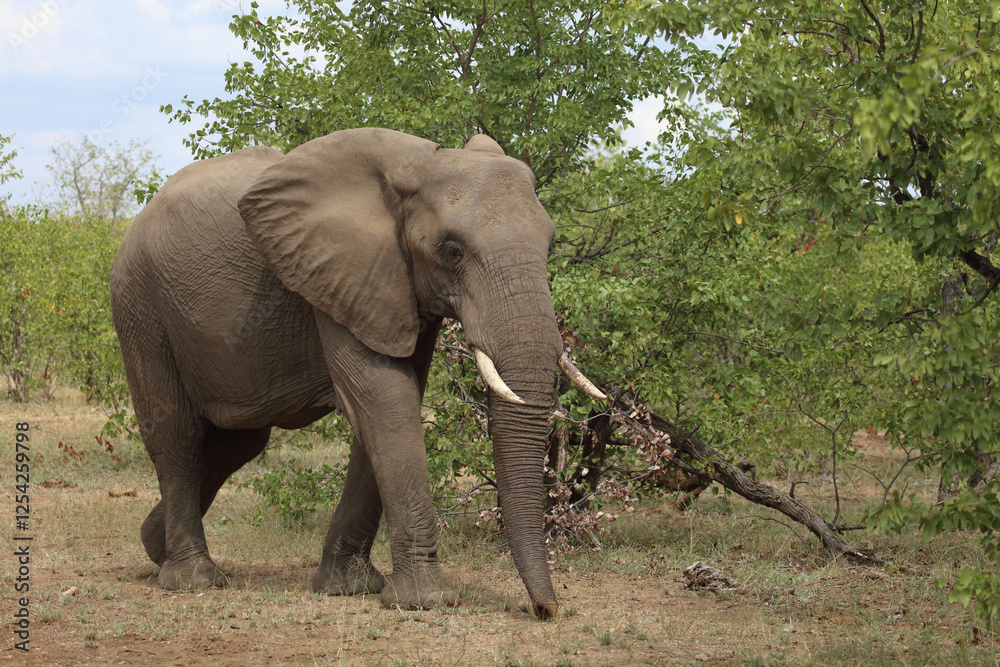 Obraz premium Afrikanischer Elefant / African elephant / Loxodonta africana