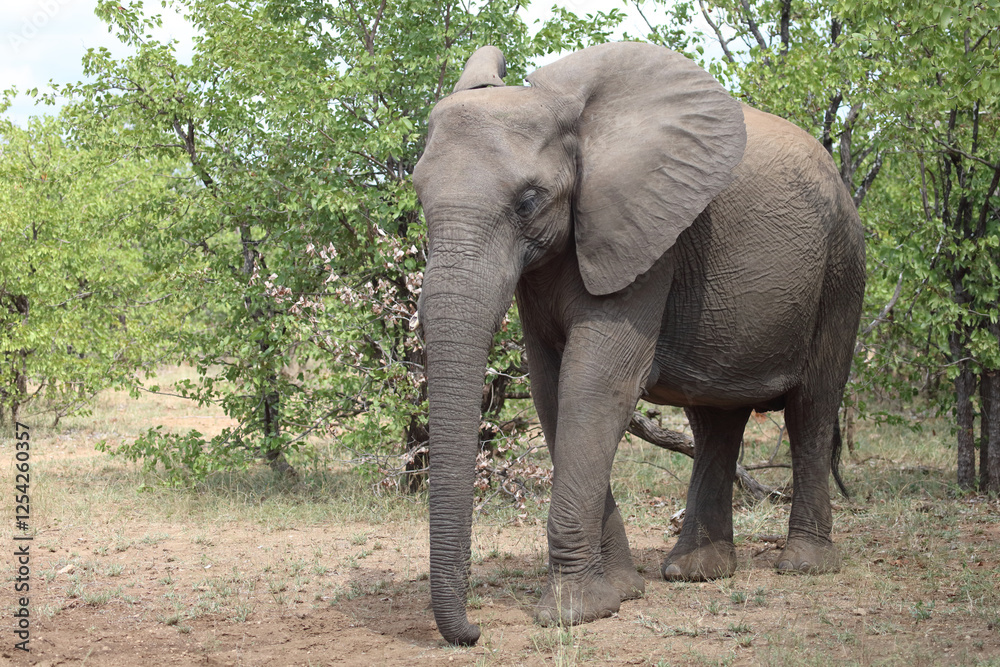 Fototapeta premium Afrikanischer Elefant / African elephant / Loxodonta africana