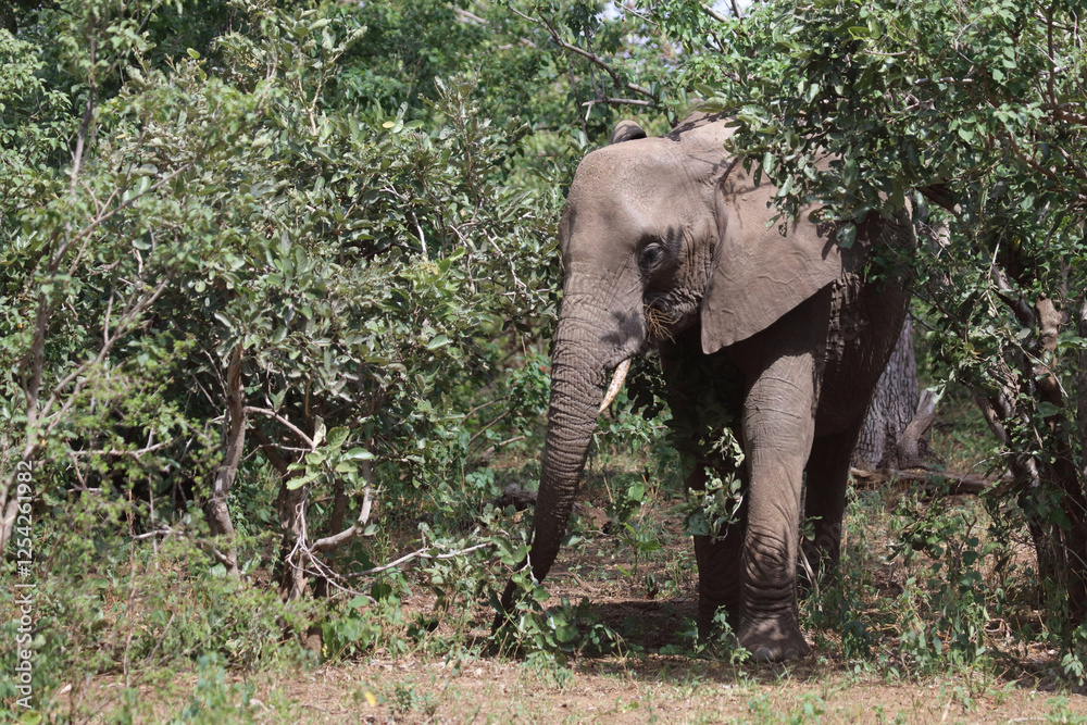 Obraz premium Afrikanischer Elefant / African elephant / Loxodonta africana