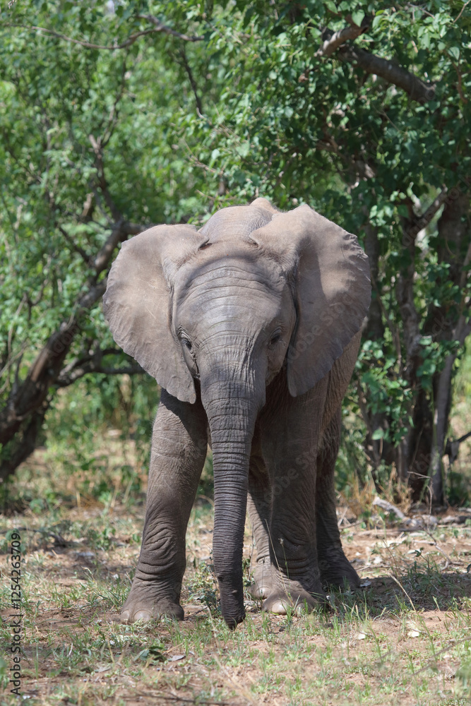 Fototapeta premium Afrikanischer Elefant / African elephant / Loxodonta africana