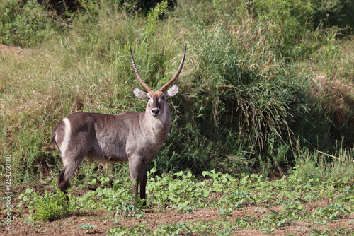 Wasserbock / Waterbuck / Kobus ellipsiprymnus photo