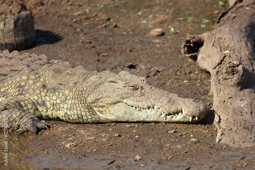 Nilkrokodil / Nile crocodile / Crocodylus niloticus photo