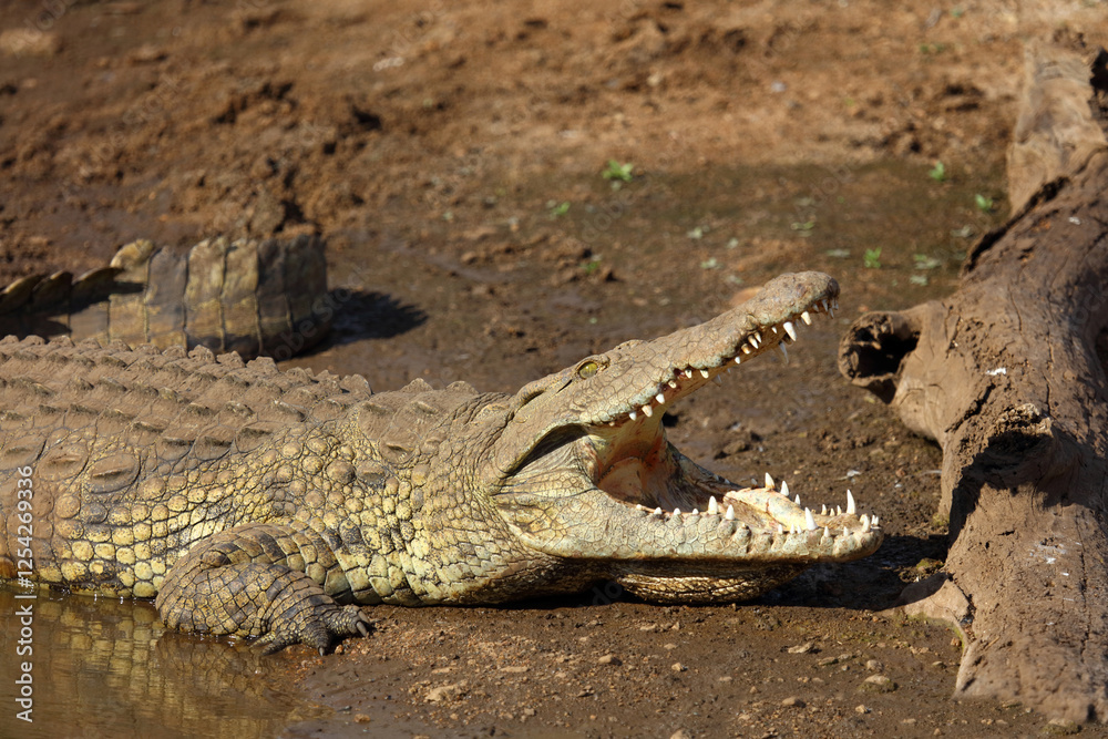Fototapeta premium Nilkrokodil / Nile crocodile / Crocodylus niloticus..