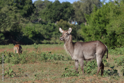 Wasserbock / Waterbuck / Kobus ellipsiprymnus photo