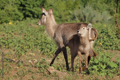 Wasserbock / Waterbuck / Kobus ellipsiprymnus..