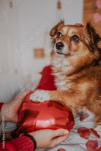 Adorable Dog with Valentine’s Petals on Bed