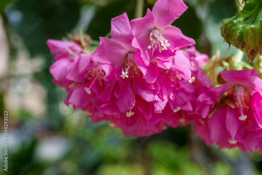 Close-up photo of blooming pink Dombeya wallichii flowers