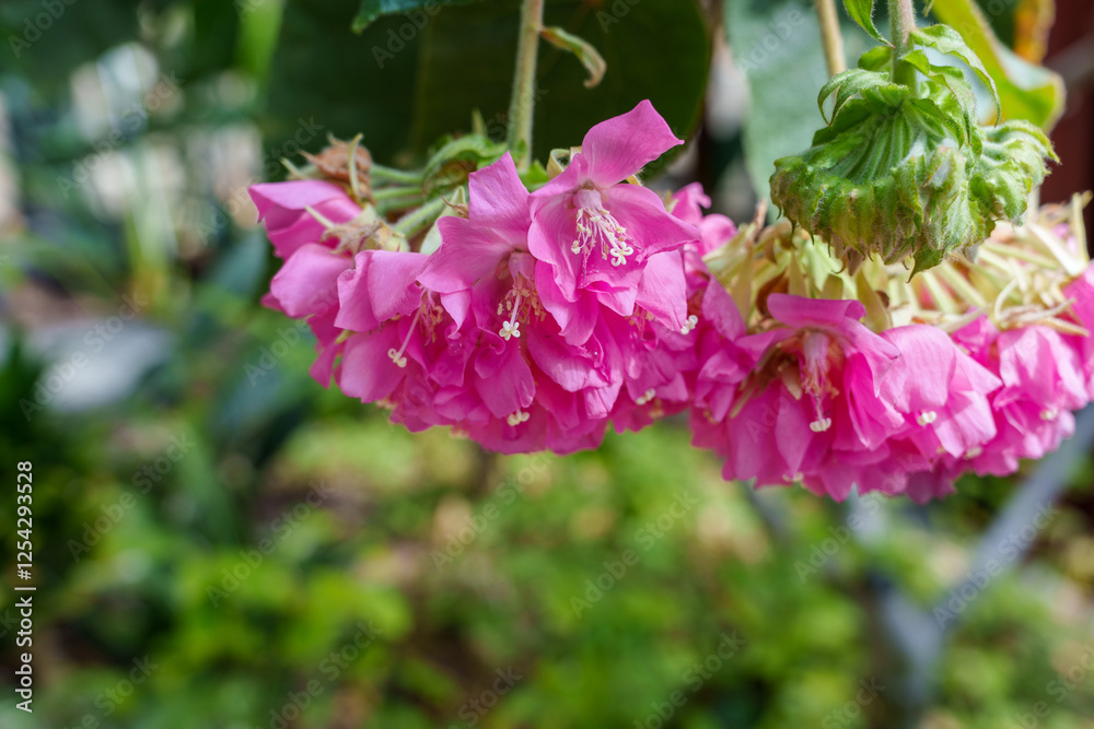 Close-up photo of blooming pink Dombeya wallichii flowers Close-up photo of blooming pink Dombeya wallichii flowers