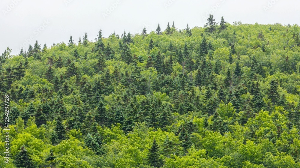 Obraz premium Dense forest on a hilltop; misty day; nature background; travel or tourism