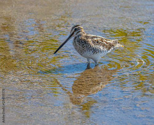 Wilson’s snipe