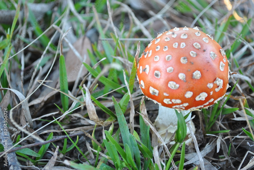 Amanita Muscaria mushroom in forest Amanita Muscaria mushroom in forest