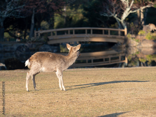 奈良公園春日野園地の鹿と三社託宣池 photo