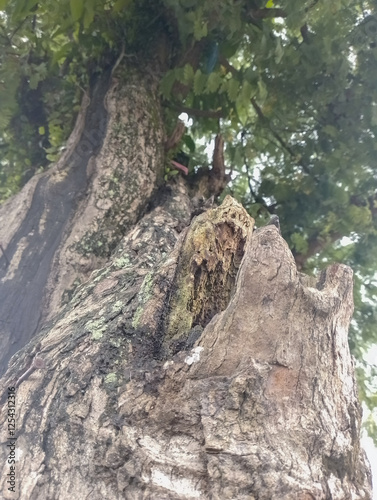 kulit pohon yang sudah tua photo
