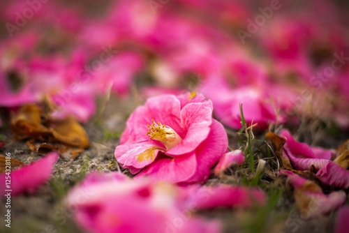 Spring Flowers