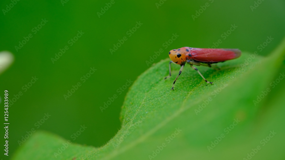 A red leafhopper is foraging on a green leaf A red leafhopper is foraging on a green leaf