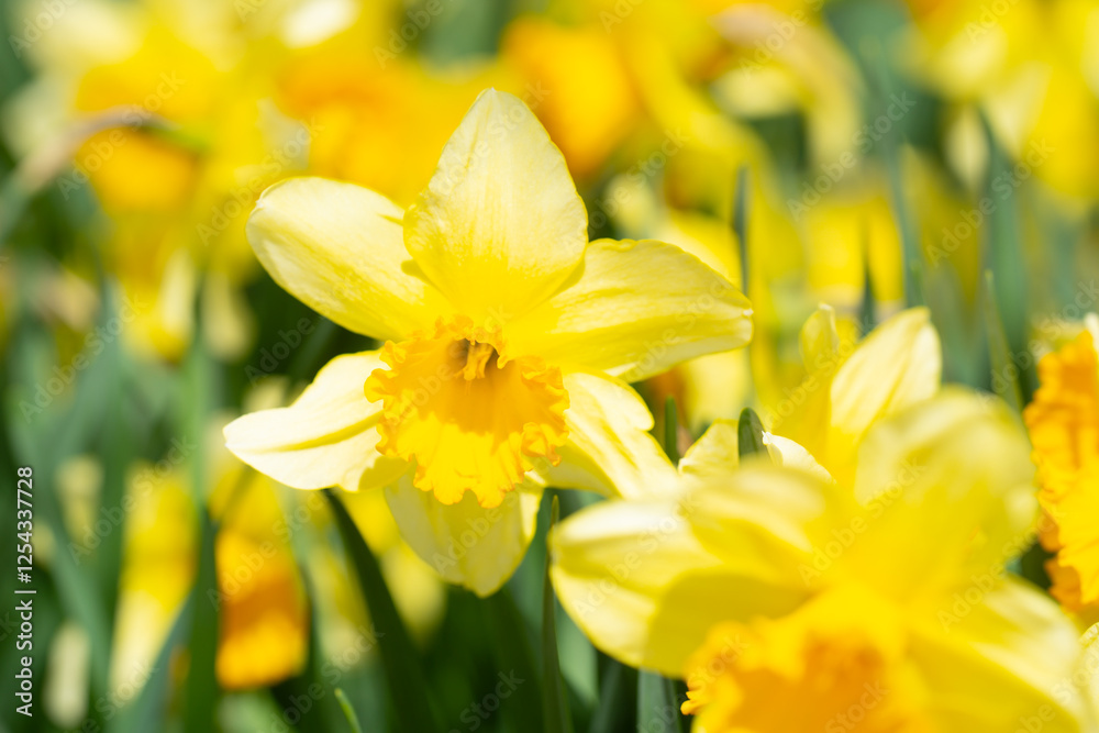 Narcissus flower in spring. Spring narcissus blossoms. Narcissus flowers in a garden. Close-up of a blooming narcissus. Blossoms spring background. Yellow nature background. Narcissus flower in spring. Spring narcissus blossoms. Narcissus flowers in a garden. Close-up of a blooming narcissus. Blossoms spring background. Yellow nature background.