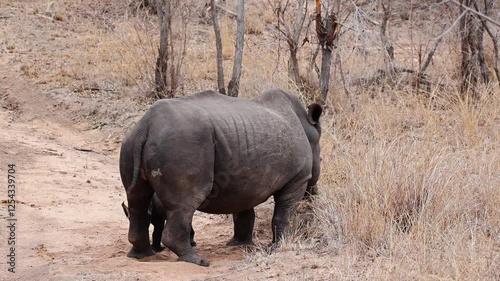 Dehorned female white rhino with adorable baby on dirt road in Africa