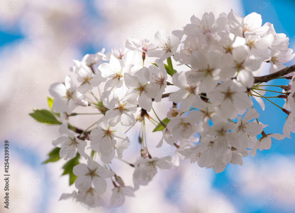 A blooming branch of cherry blossom tree in spring. A blooming branch of cherry blossom tree in spring.