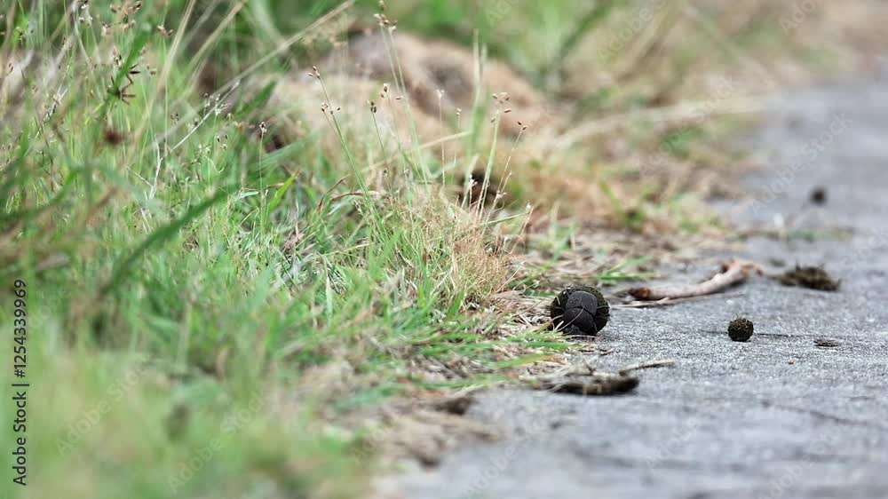 Ground level closeup: Dung beetle rolls dung ball to edge of road Ground level closeup: Dung beetle rolls dung ball to edge of road