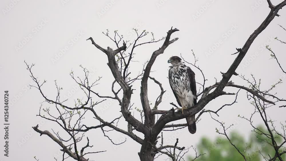 African Hawk-eagle raptor perched on breezy tree branch has a big yawn African Hawk-eagle raptor perched on breezy tree branch has a big yawn
