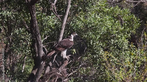 Majestic raptor, African Hawk-eagle perched on tree branch surveys area photo