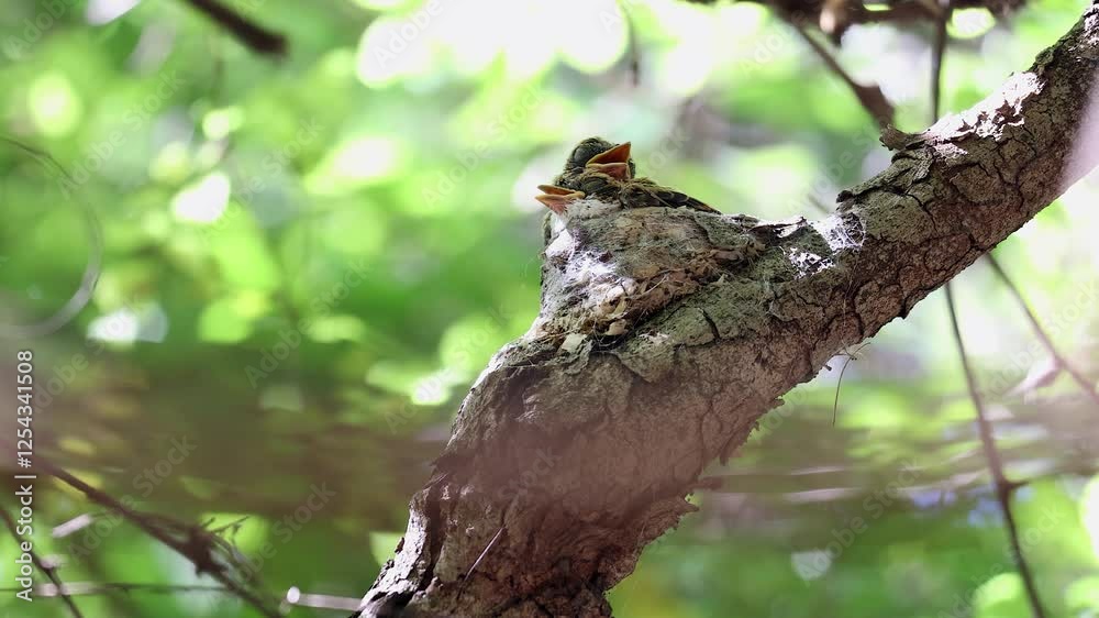 Two nestling chicks in tree branch nest surrounded by green foliage Two nestling chicks in tree branch nest surrounded by green foliage
