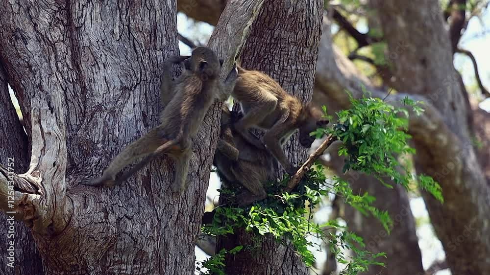 Cute juvenile Chacma baboon moves from branch when mom wants to sit Cute juvenile Chacma baboon moves from branch when mom wants to sit