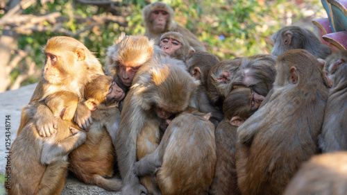 Wild monkeys in Nepal's cities photo