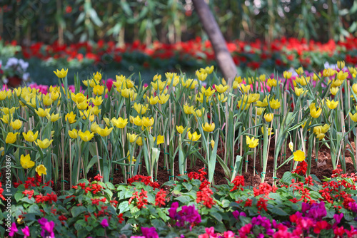 Yellow tulips are blooming in a flower bed surrounded by colorful flowers. photo