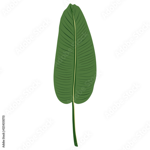 Green long rounded leaf illustration tropical vector vector