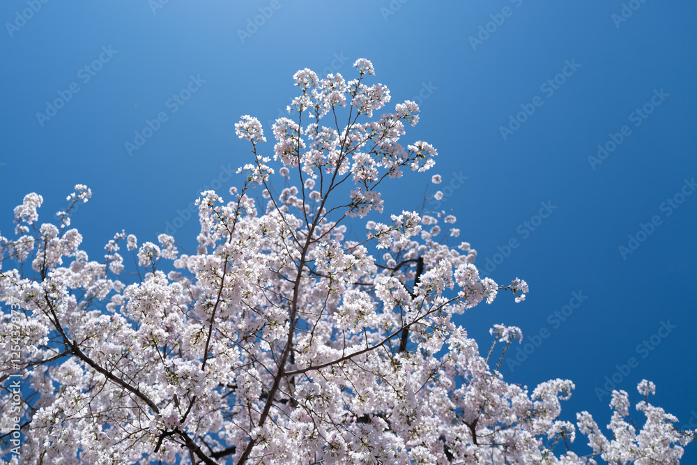 Spring background. White cherry blossoms against a blue sky. Easter background. White blossom tree. Spring blooming sakura cherry flowers branch.
